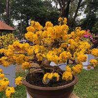 Tran Ngoc Thuong