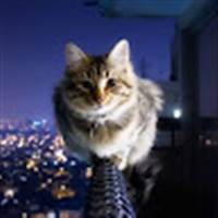 Đặng Tùng Khánh