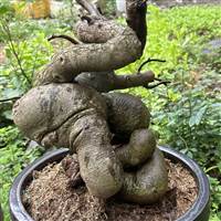 Bằng Lăng