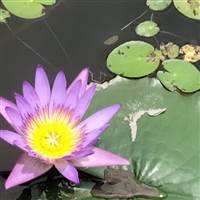 Toànn Đinh Lệnh Đức